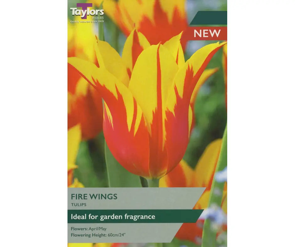 Tulip 'Fire Wings'