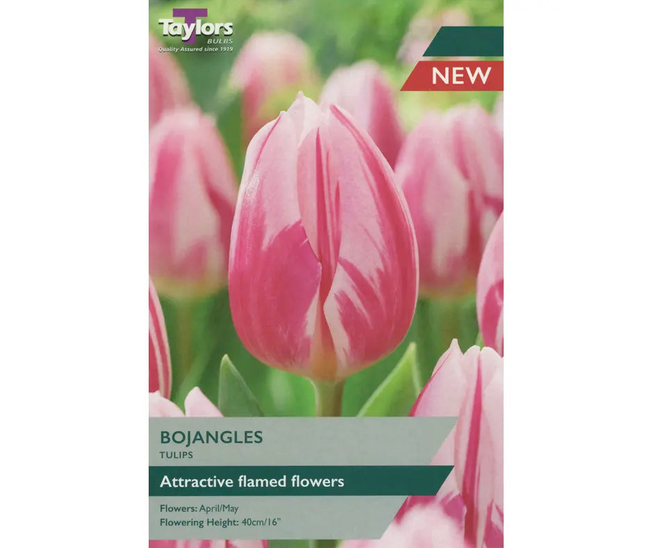 Tulip 'Bojangles'