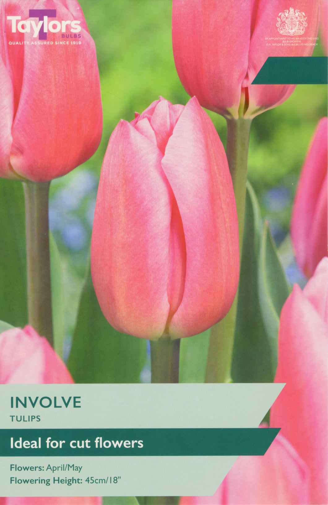 Tulip Involve