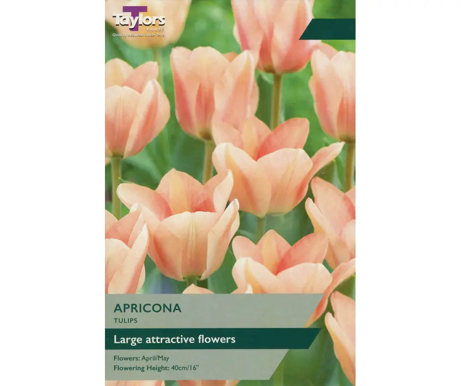 Tulip 'Apricona' – Torwood Garden Centre