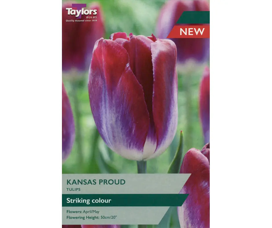 Tulip 'Kansas Proud'