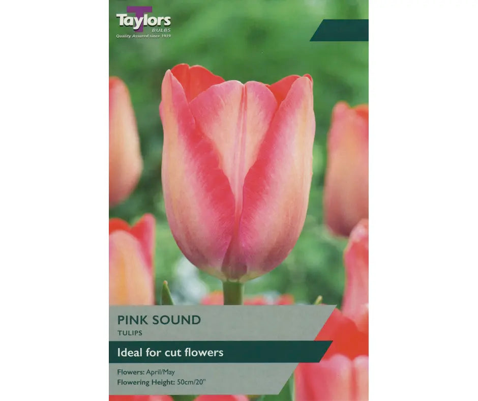 Tulip 'Pink Sound'