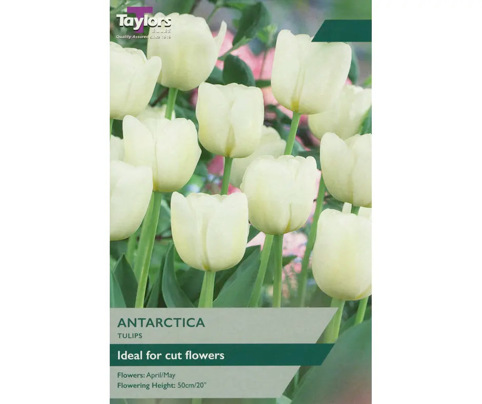 Tulip 'Antarctica'