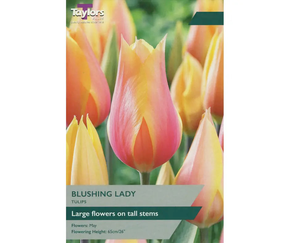 Tulip 'Blushing Lady'