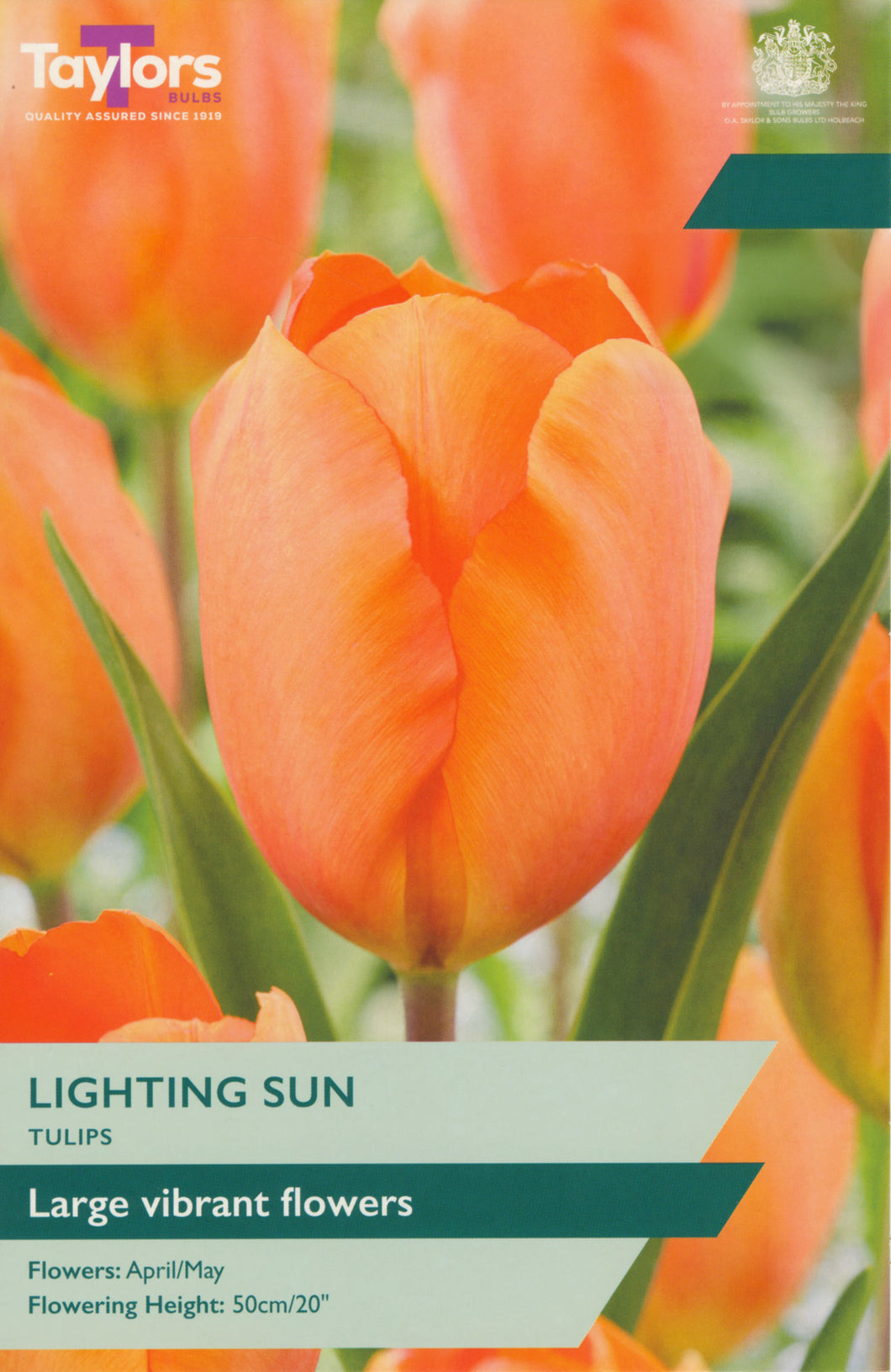 Tulip Lighting Sun