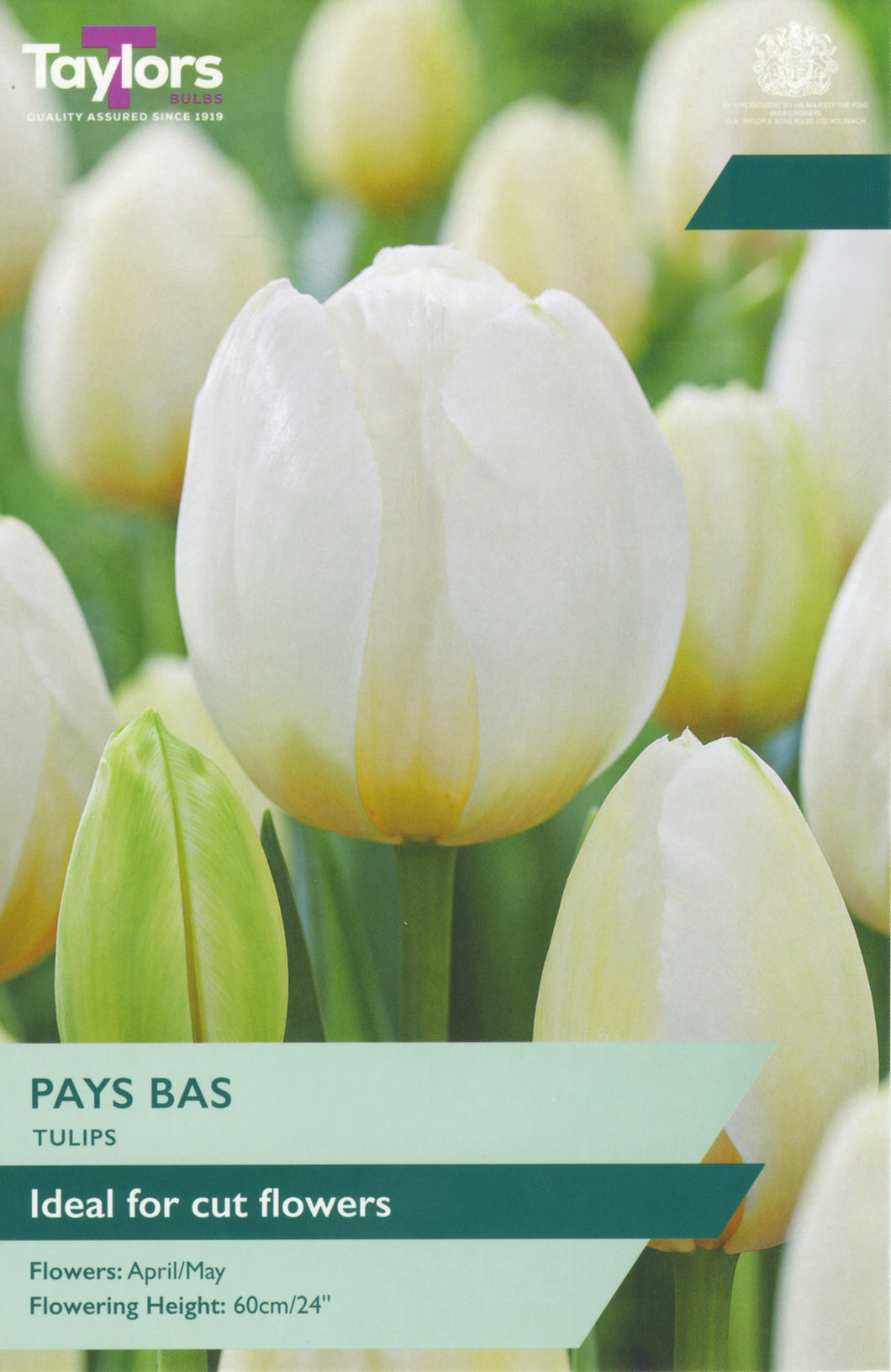 Tulip Pays Bas