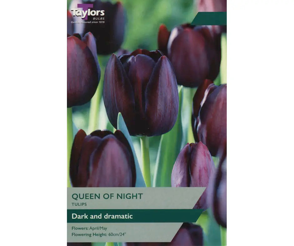 Tulip 'Queen Of Night'