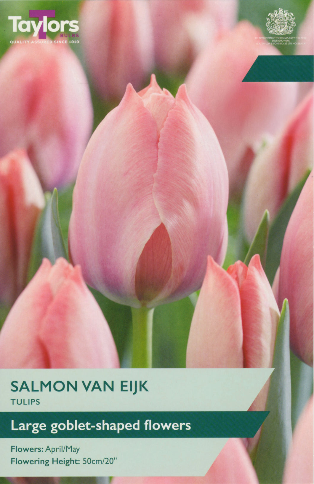 Tulip Salmon Van Eijk