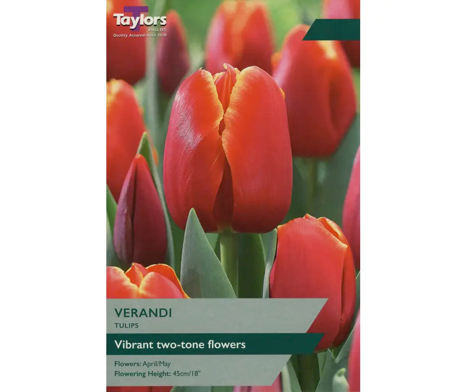 Tulip 'Verandi'