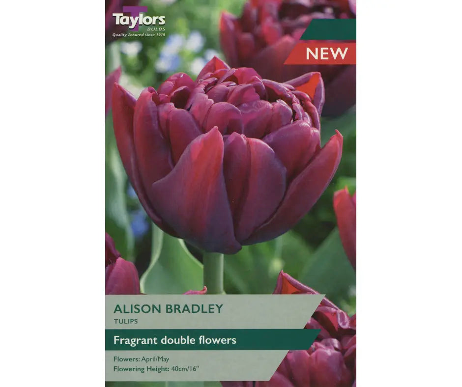 Tulip 'Alison Bradley'