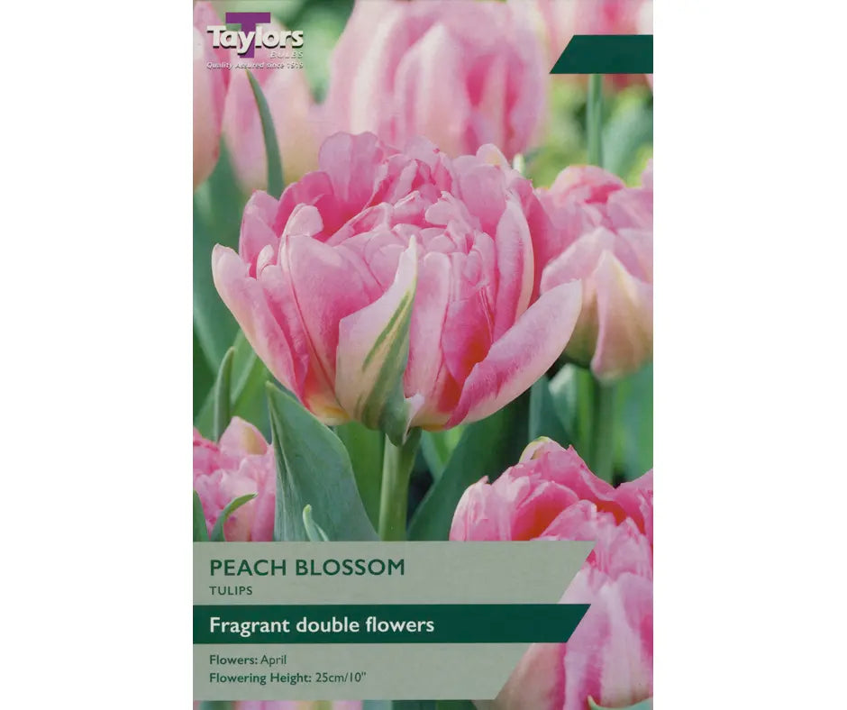 Tulip 'Peach Blossom'