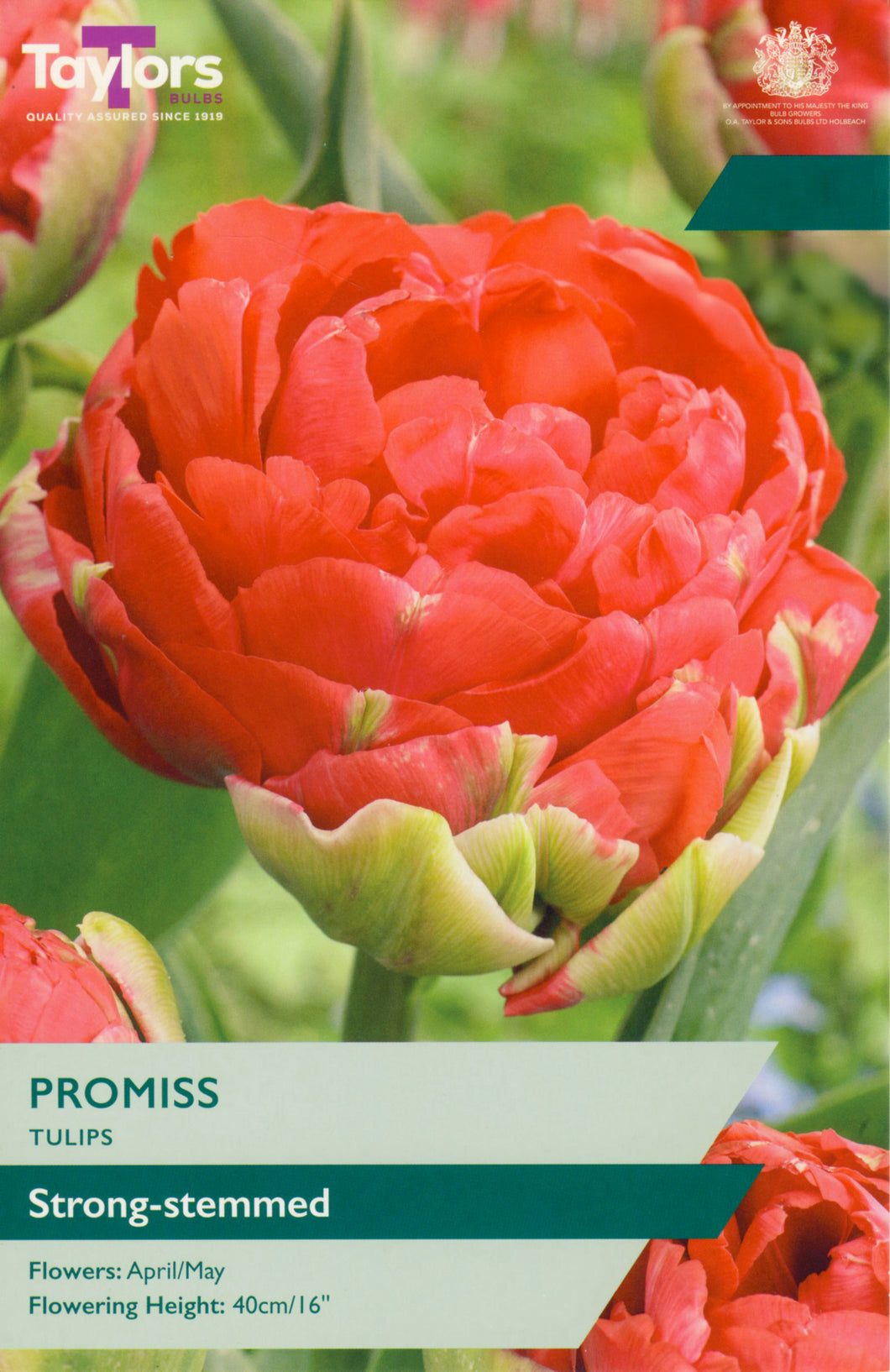 Tulip Promiss