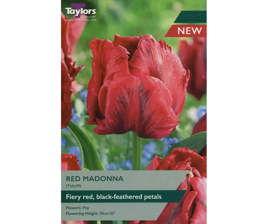 Tulip 'Red Madonna'