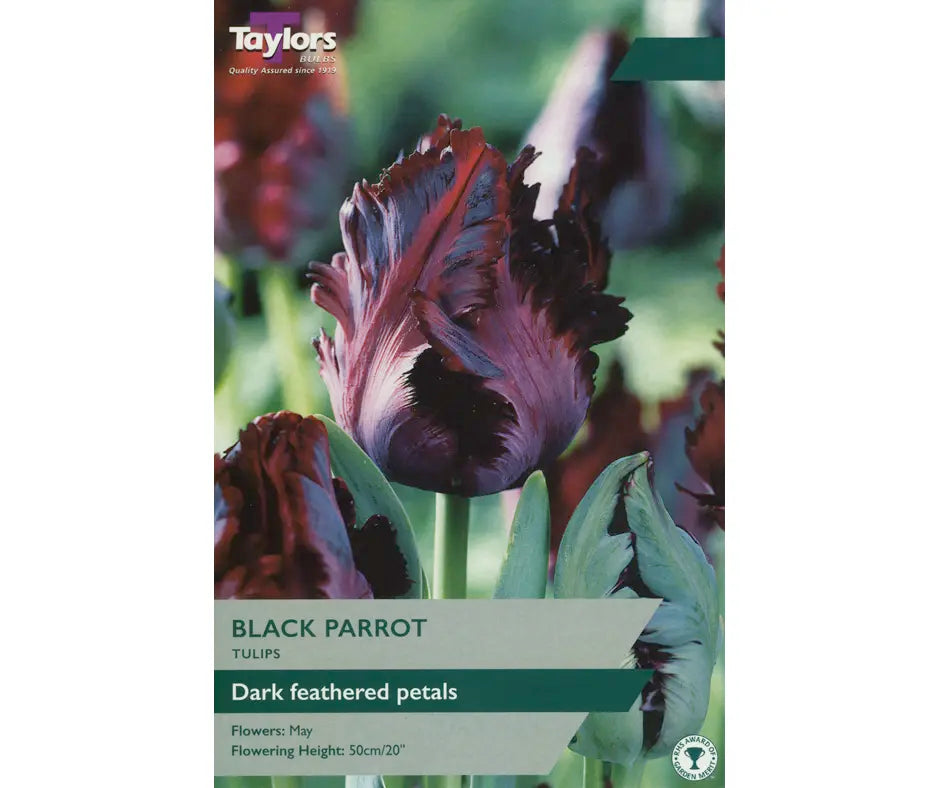 Tulip 'Black Parrot'