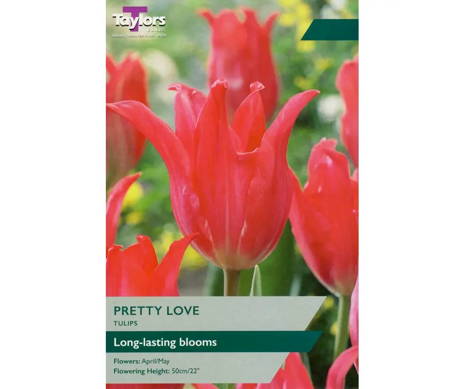 Tulip 'Pretty Love'