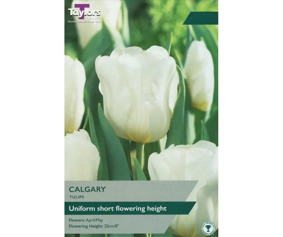 Tulip 'Calgary'