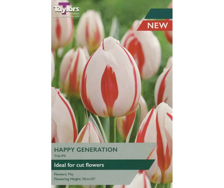 Tulip 'Happy Generation'