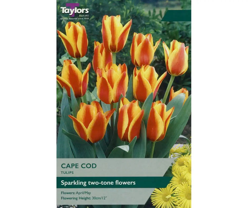 Tulip 'Cape Cod'