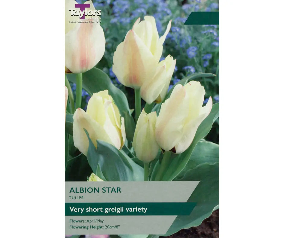 Tulip 'Albion Star'