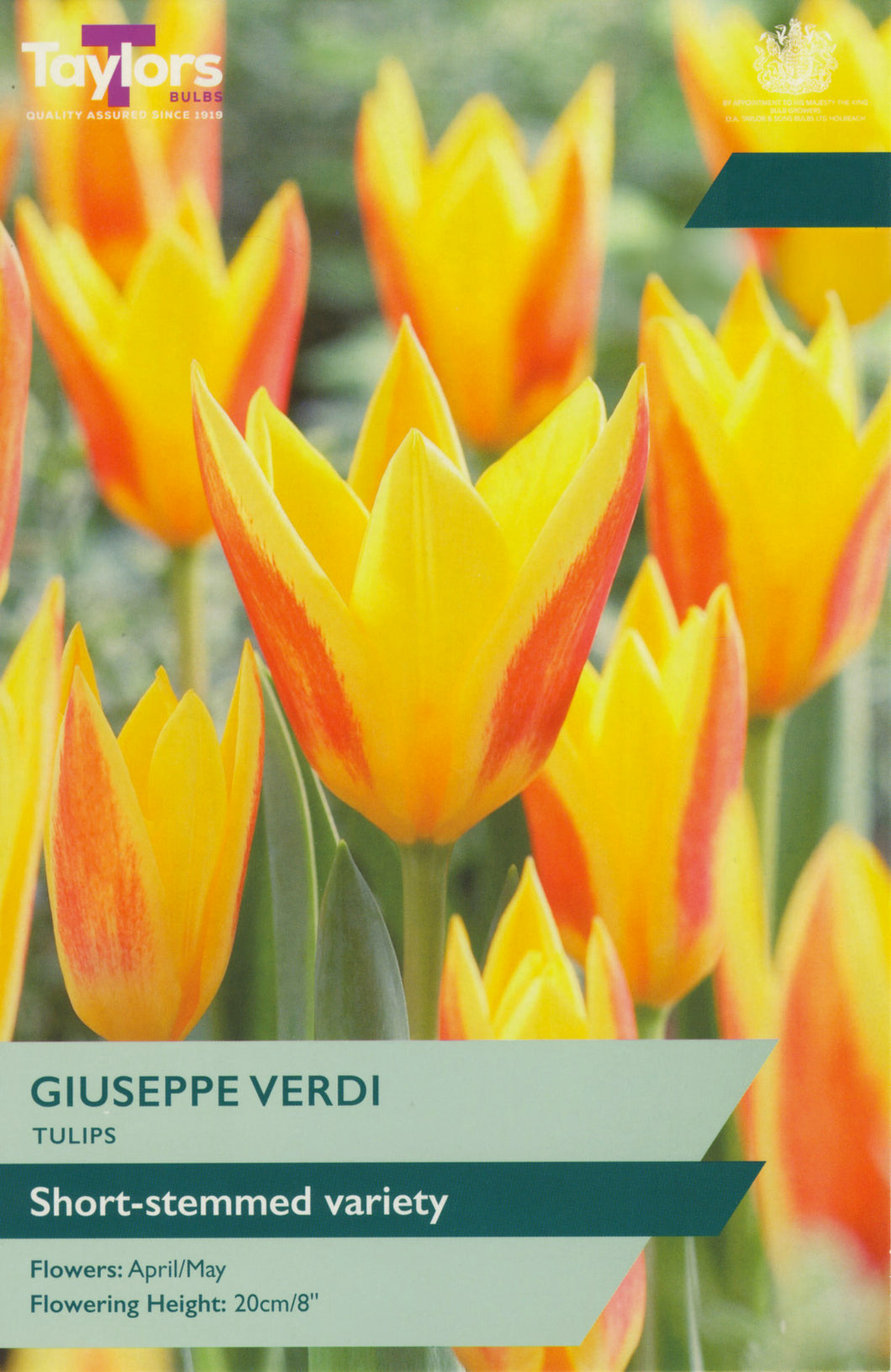 Tulip Giuseppe Verdi