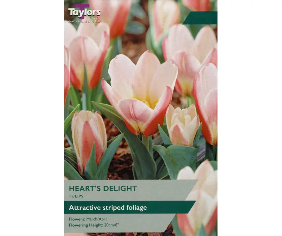 Tulip 'Heart's Delight'