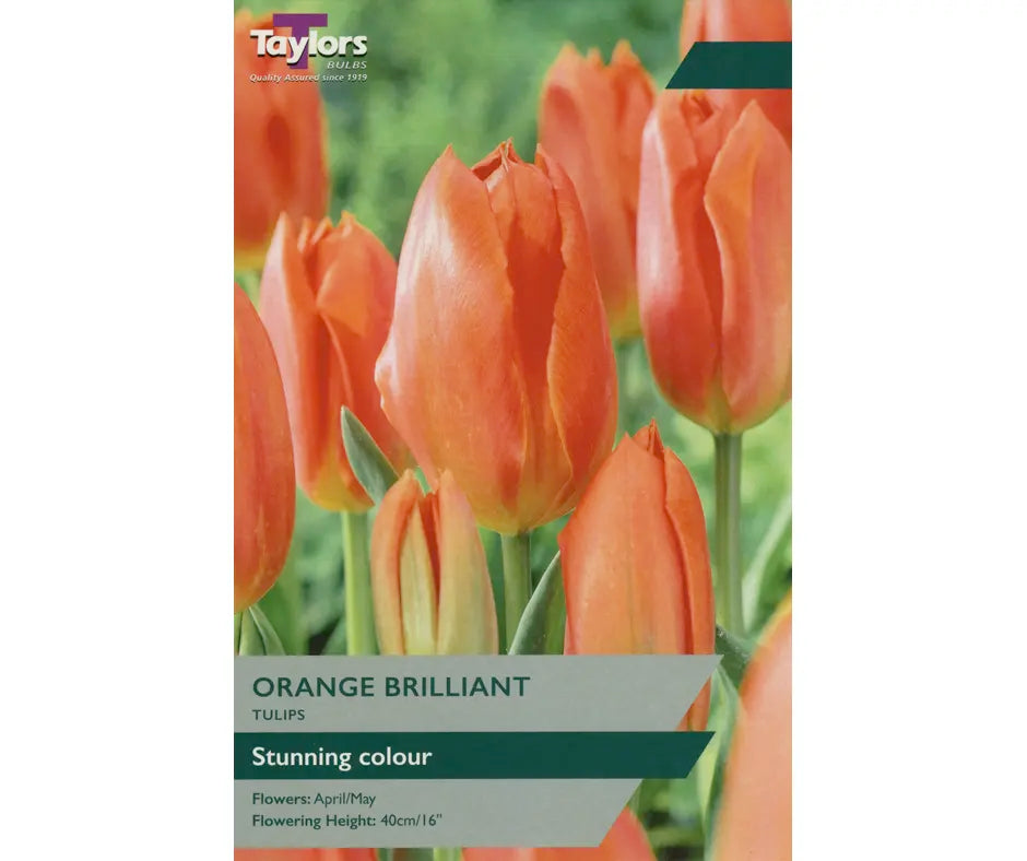 Tulip 'Orange Brilliant'