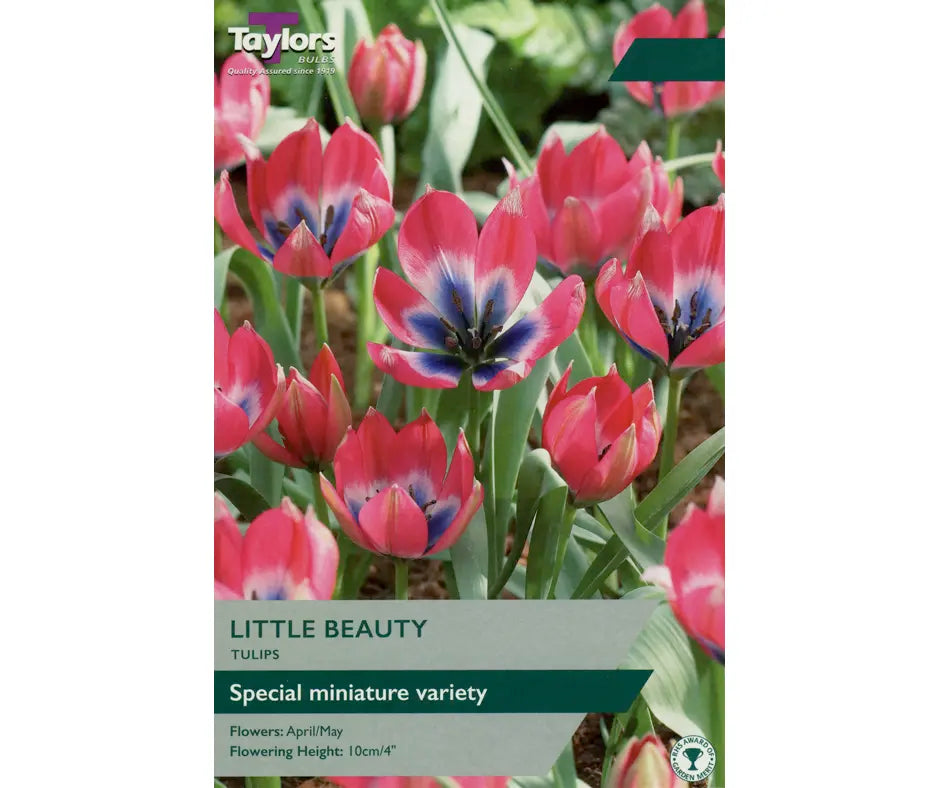 Tulip 'Little Beauty'