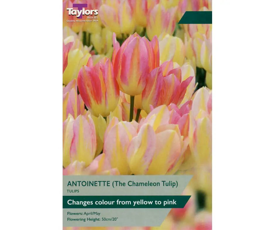 Tulip 'Antoinette'