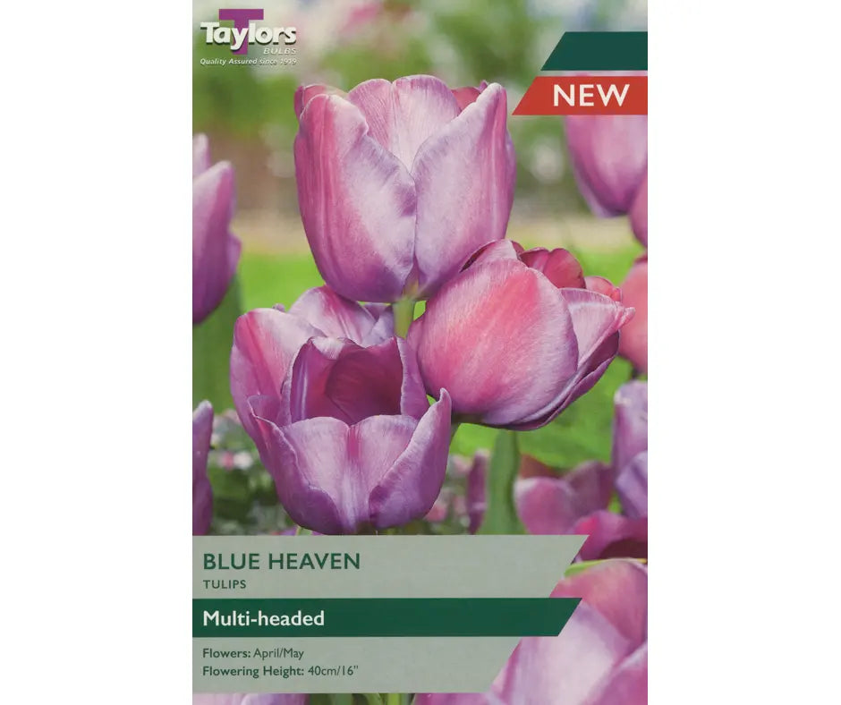 Tulip 'Blue Heaven'