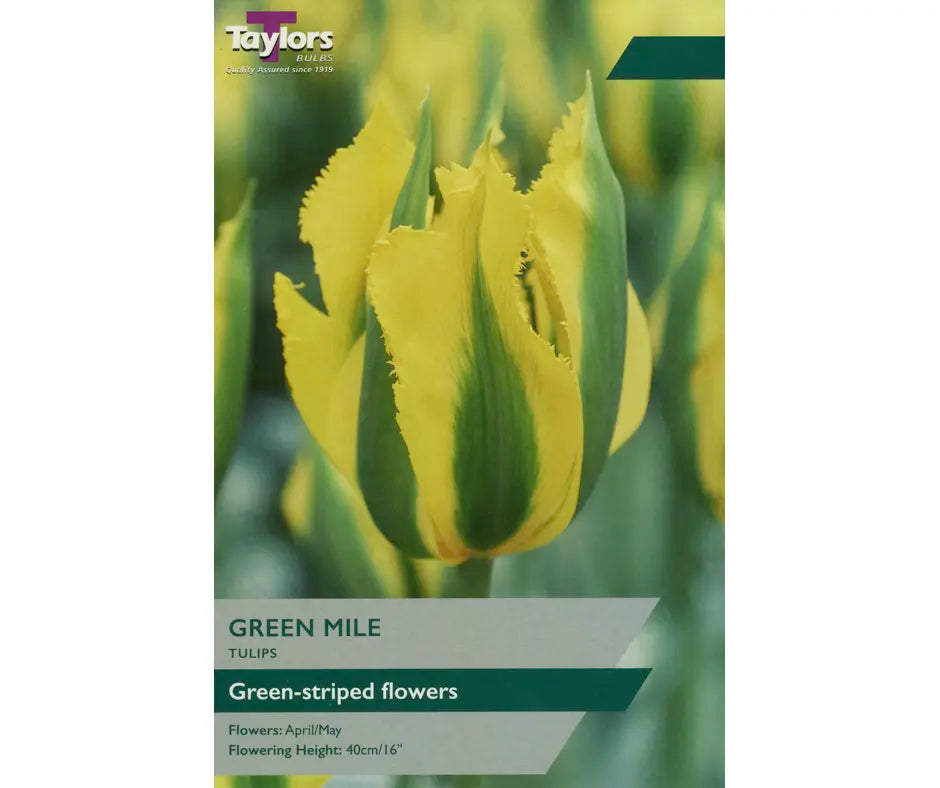 Tulip 'Green Mile'