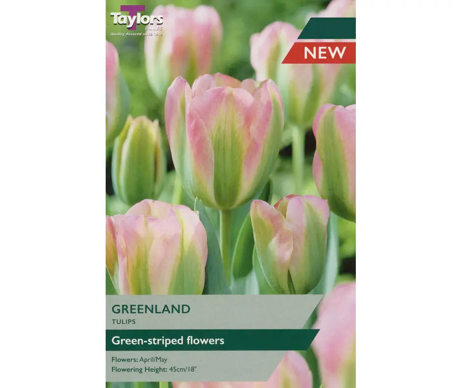 Tulip 'Greenland'