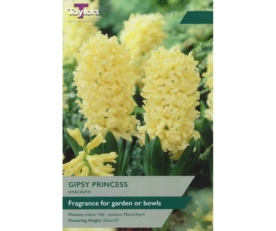 Hyacinth 'Gipsy Princess'