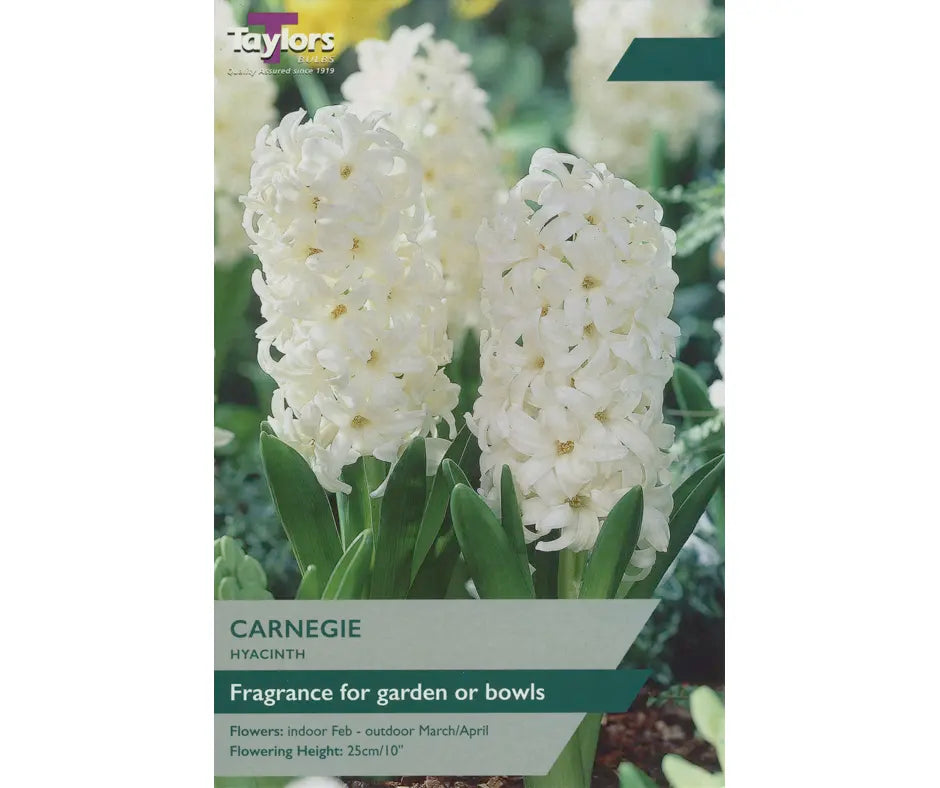 Hyacinth 'Carnegie'