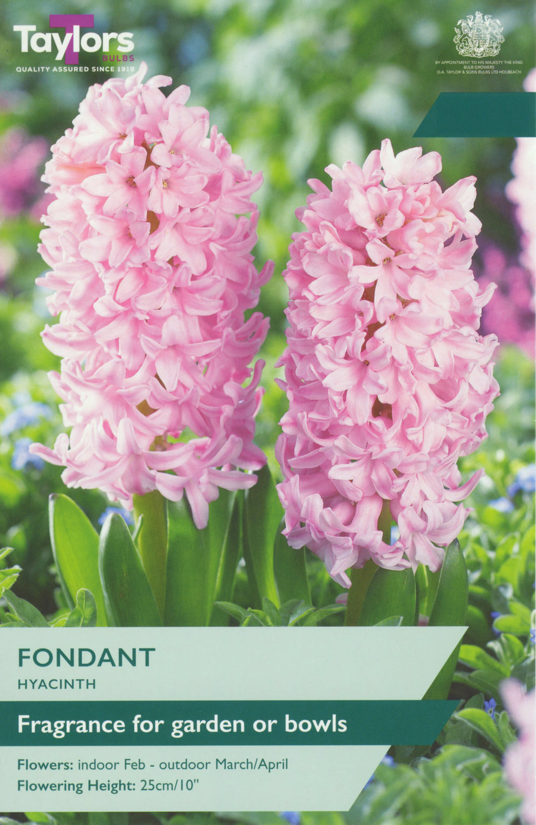 Hyacinth Fondant