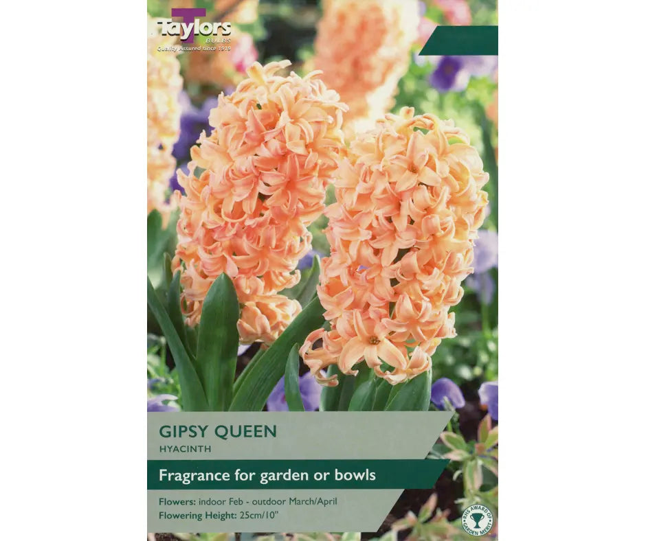 Hyacinth 'Gipsy Queen'