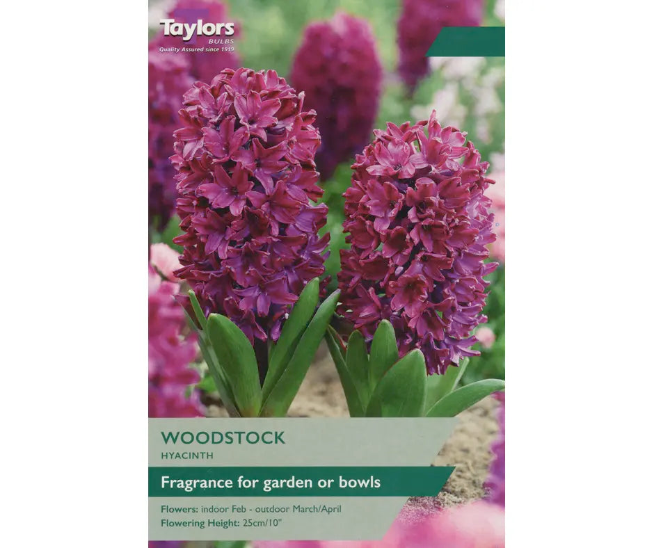 Hyacinth 'Woodstock'