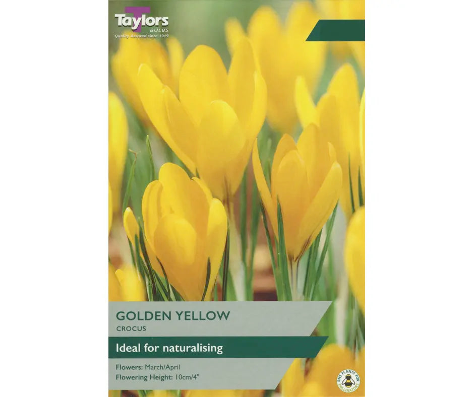 Crocus 'Golden Yellow'