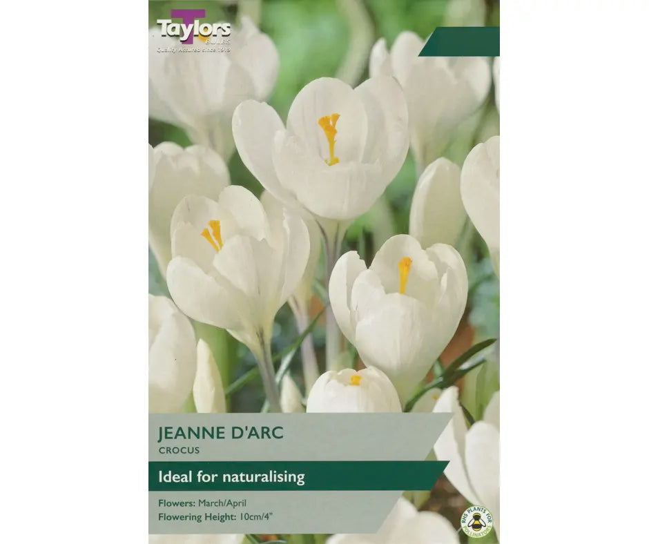 Crocus 'Jeanne D'Arc'