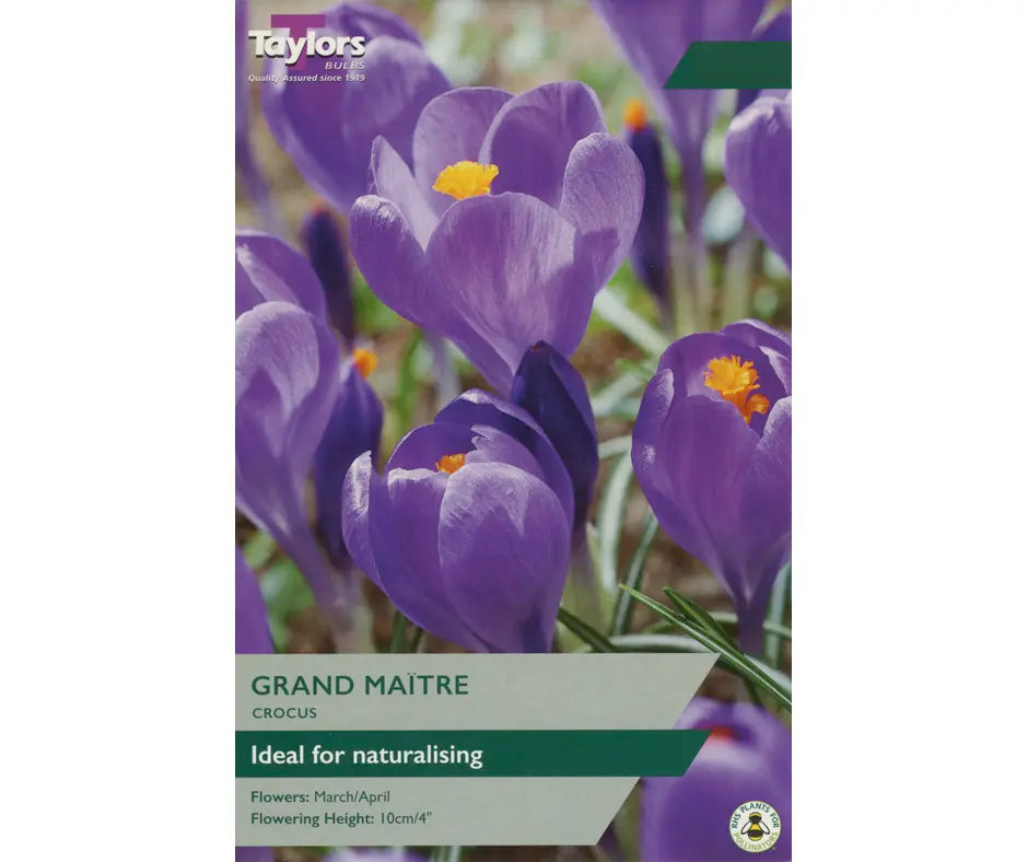 Crocus 'Grand Maitre'