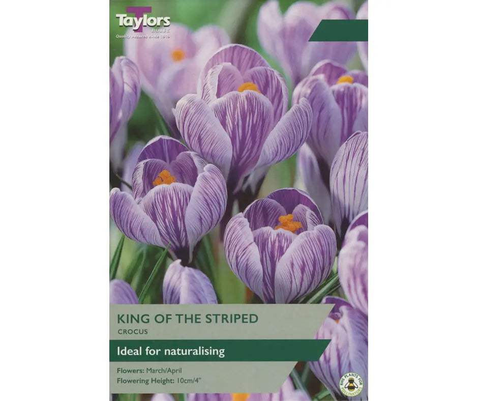 Crocus 'King Of The Striped'