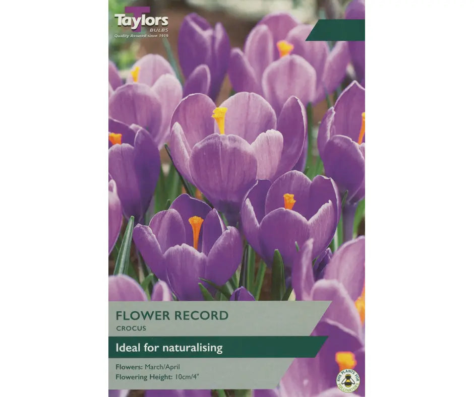 Crocus 'Flower Record'