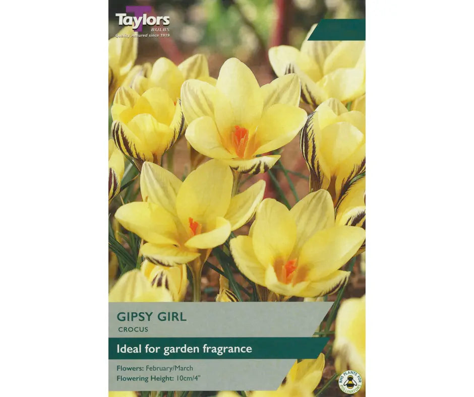 Crocus 'Gipsy Girl'