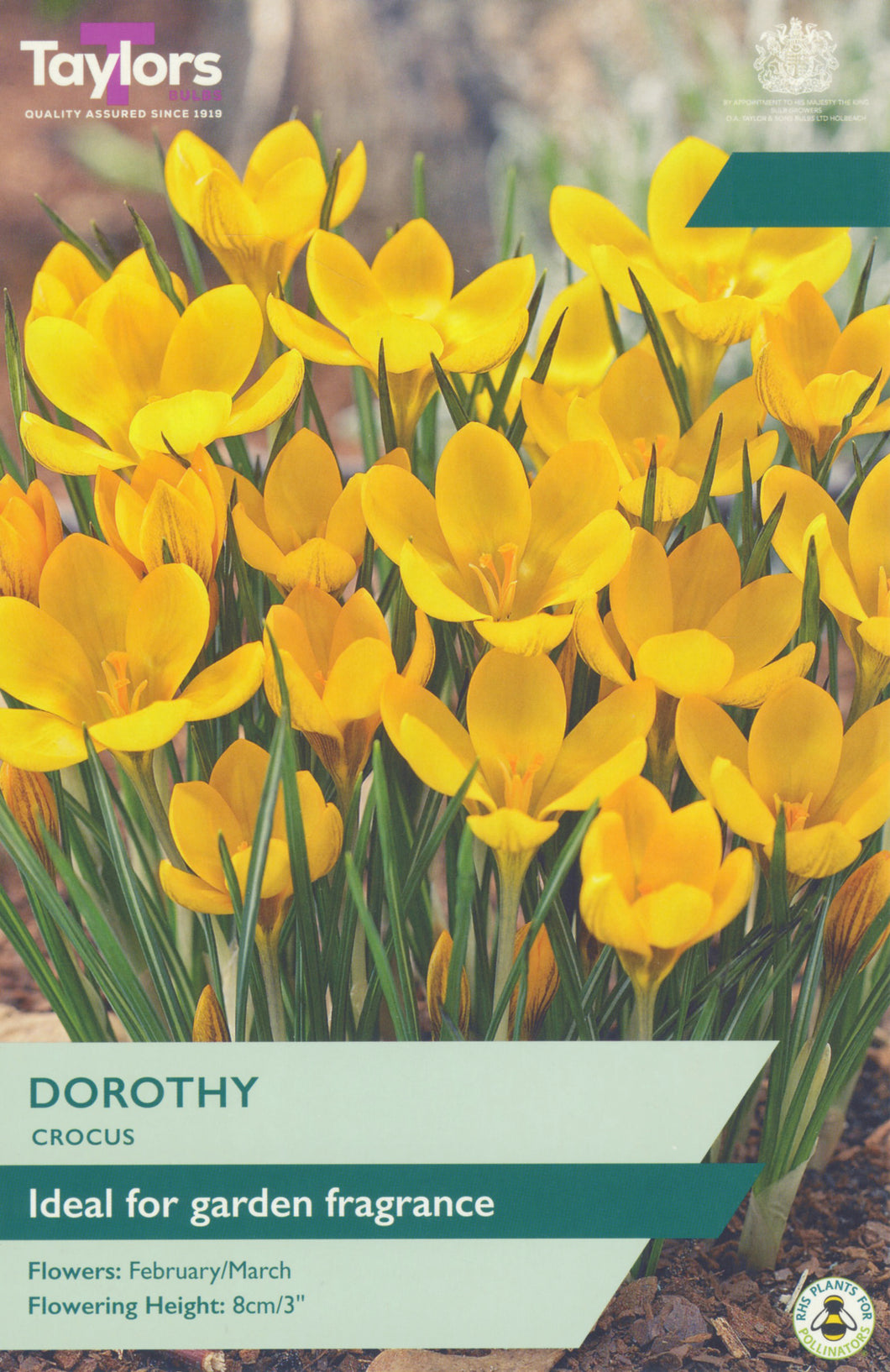 Crocus Dorothy