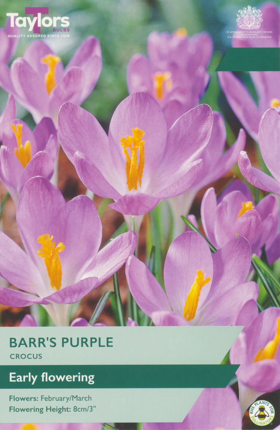Crocus Barr's Purple