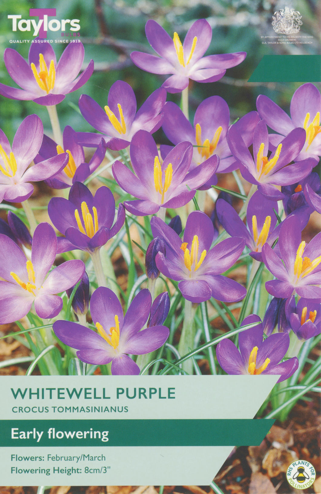Crocus Whitewell Purple