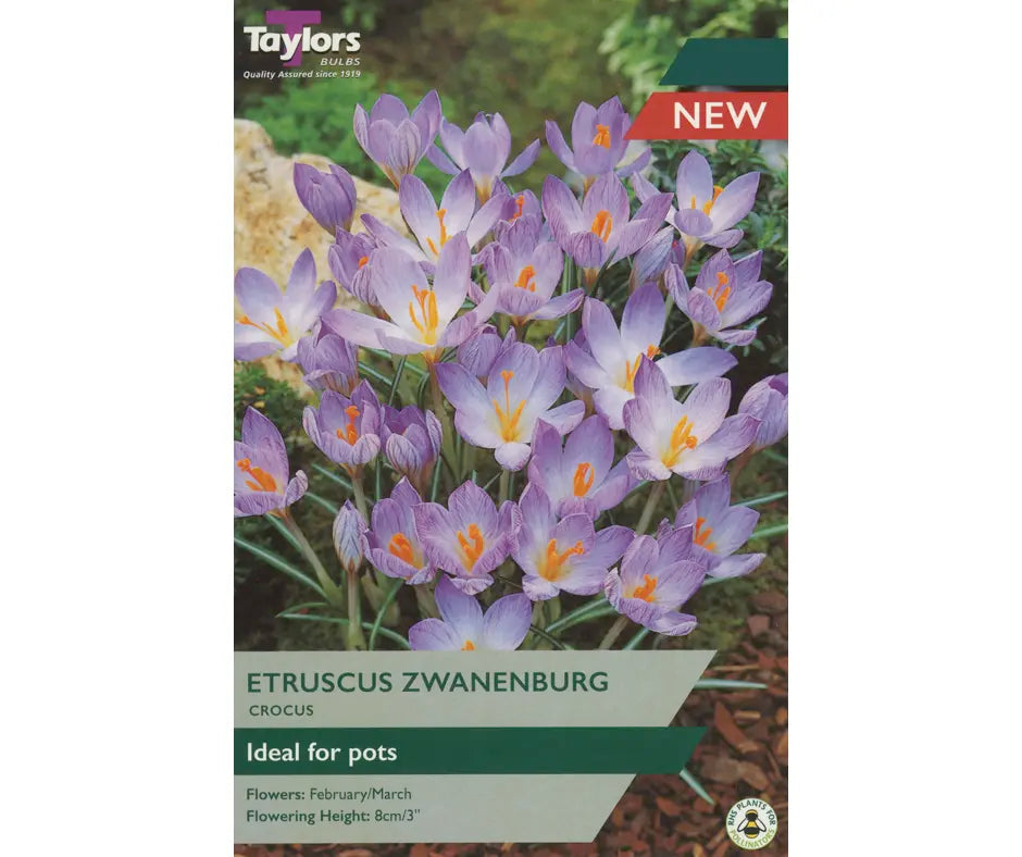 Crocus 'Etruscus Zwanenburg'