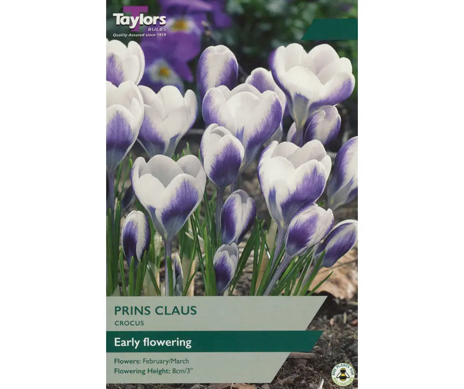 Crocus 'Prins Claus'