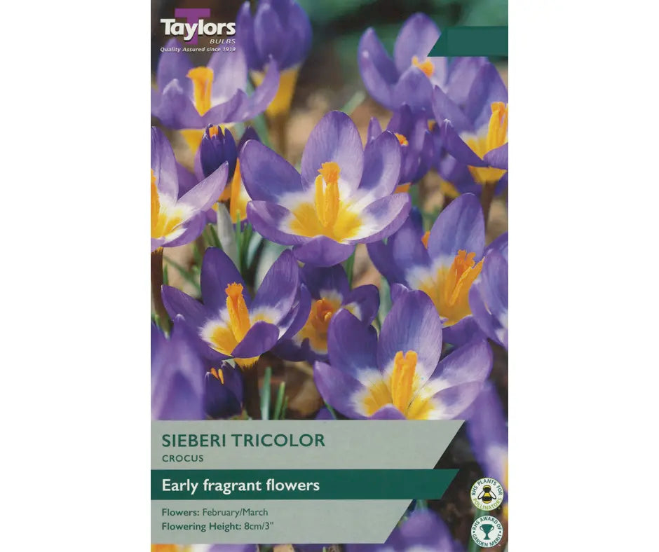 Crocus 'Sieberi Tricolor'