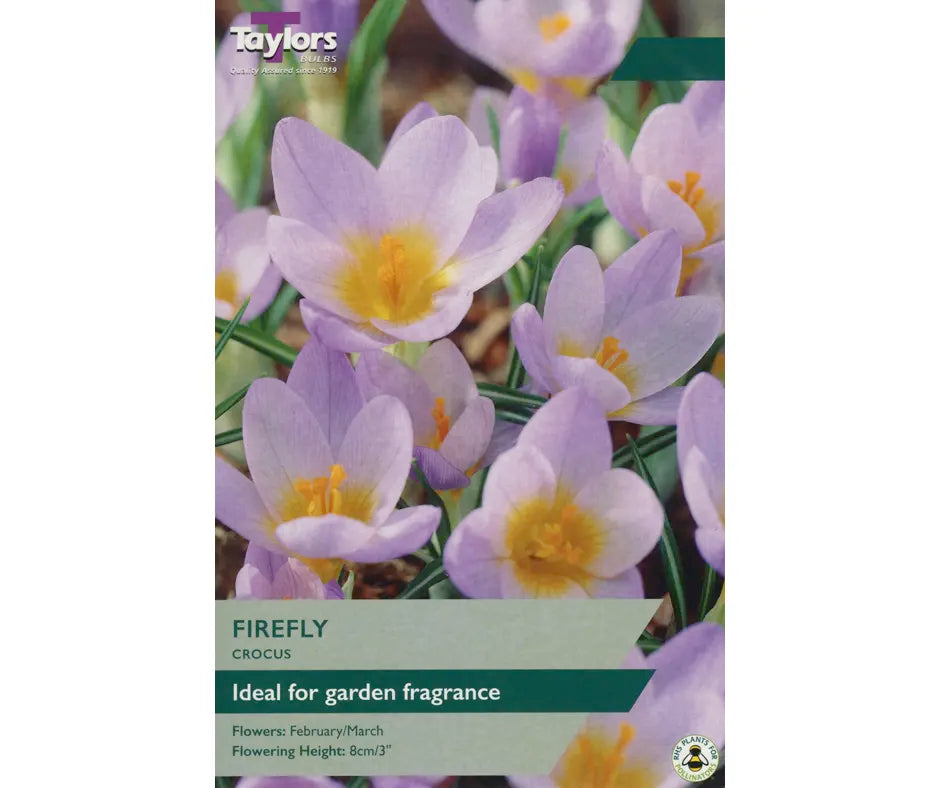 Crocus 'Firefly'