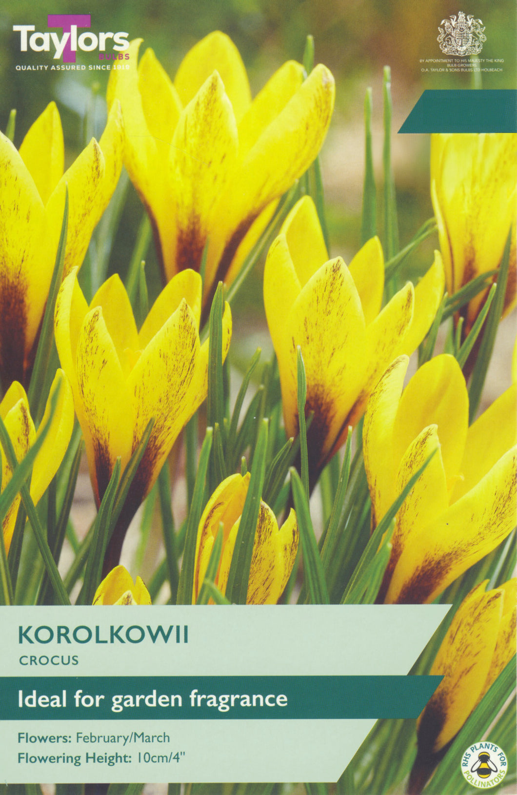 Crocus Korolkowii
